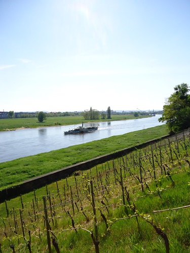 View towards the vineyard of Lingnerschlo and a steamship on the Elbe River in Dresden